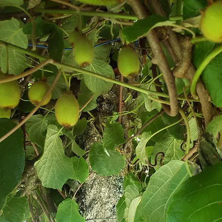 Casinha Da Lu Arcos de Valdevez